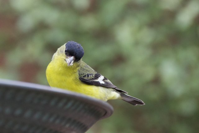 Perched in Vibrant Splendor