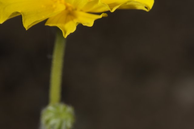 Vibrant Geranium Flower