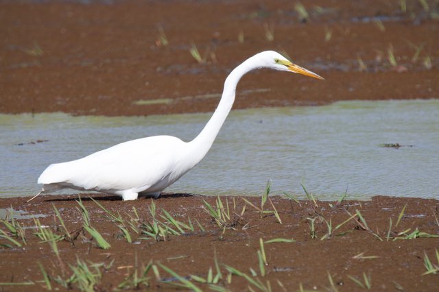 Great Egret Hunting in Flooded Rice Field
