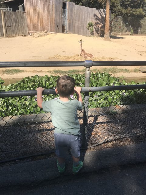 Curious Encounters at the Zoo