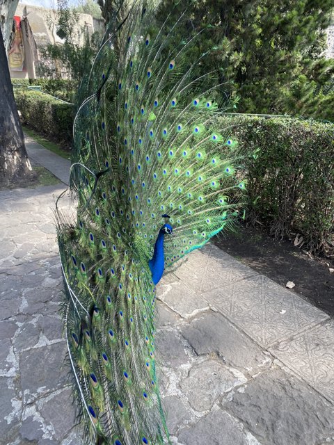 Proud Peacock in Xochimilco