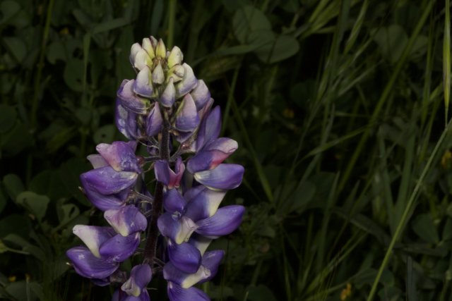 Purple Lupine in the Field