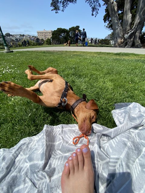 Canine Relaxation in the Park