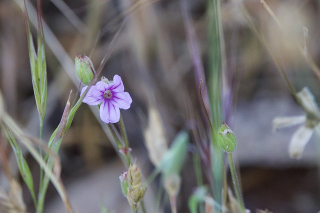 Delicate Purple Wildflower Blooms Among Dried Grasses
