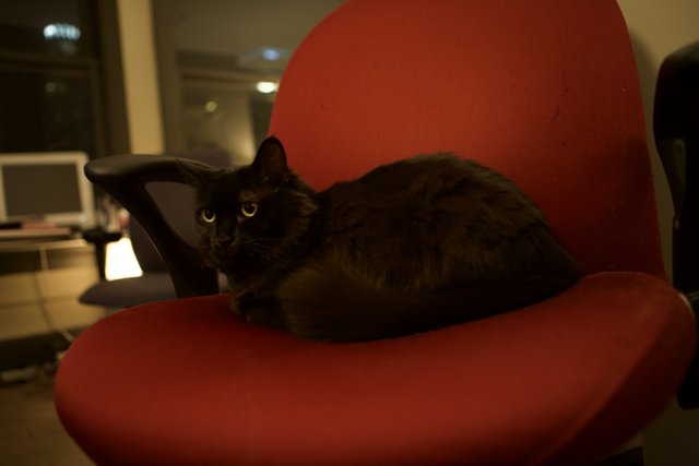 Black Cat Lounging on Red Chair at Night