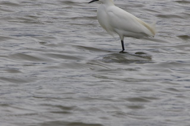 Graceful Sentinel of the Waters