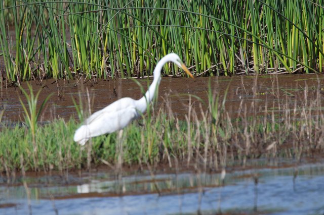Great Egret Hunting in Flooded Rice Field