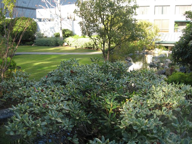 The Verdant Bush in the Garden