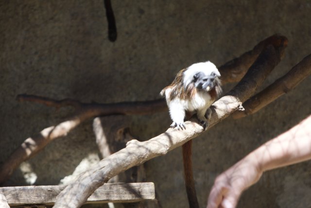 The Primate Perch