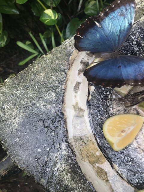 Blue Butterfly Perching on Stone Ledge