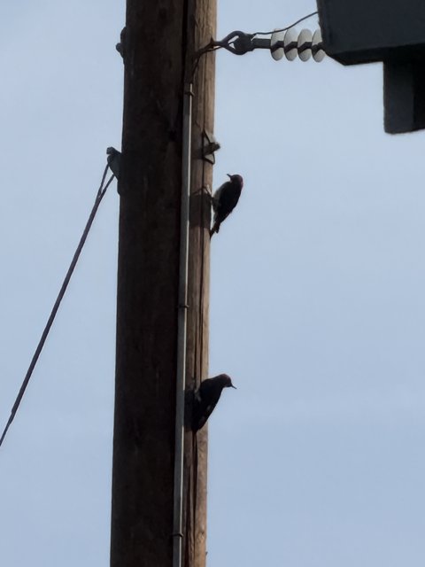 Feathered Trio on the Wire
