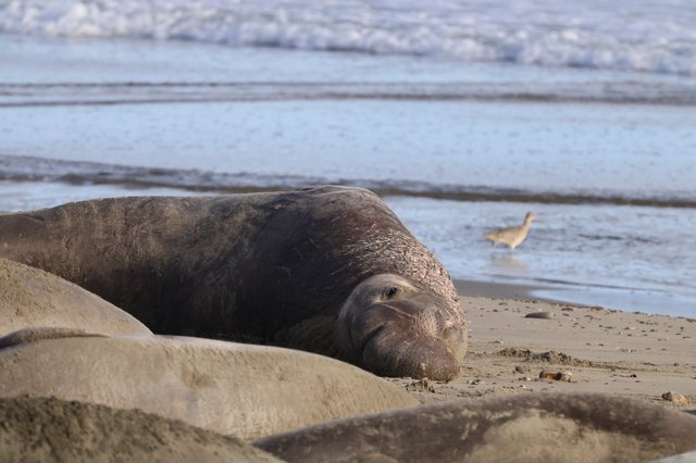 Northern Elephant Seal Resting on Drakes Beach Shore