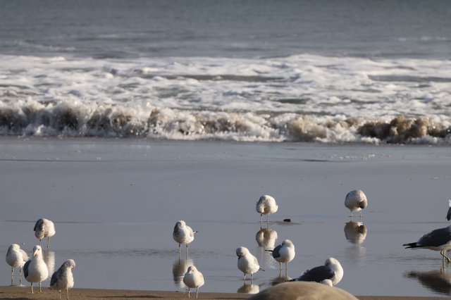 Seagulls Resting on Wet Beach at Sunset
