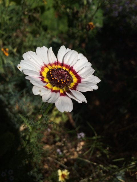 Red and White Daisy with Yellow Center