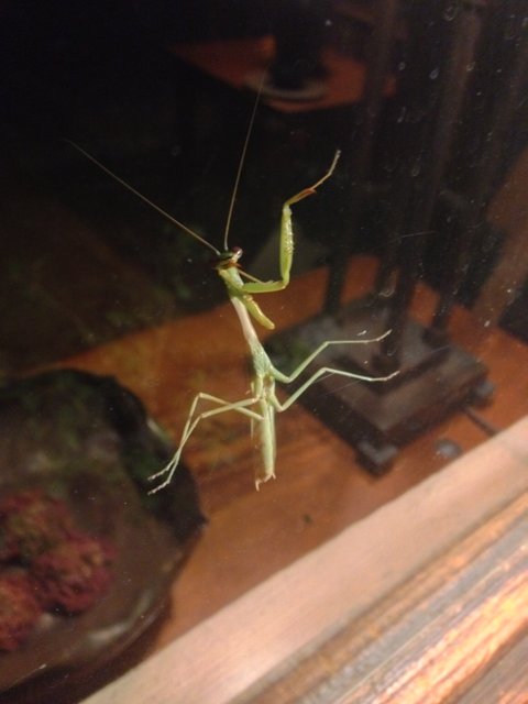 Hanging Praying Mantis