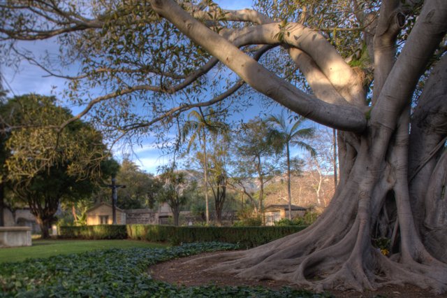 Majestic Tree in Santa Barbara