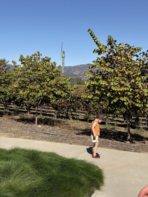 Sunlit Stroll in Napa