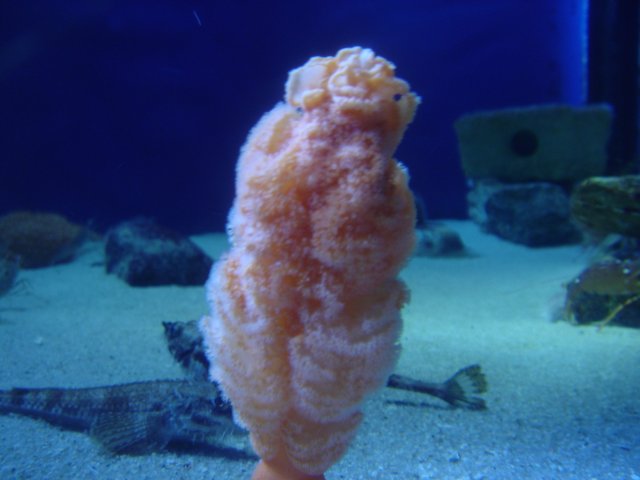 The Magnificent Orange Sea Creature in its Aquatic Habitat
