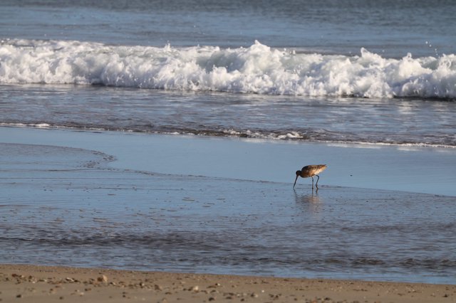 Shorebird Foraging in Shallow Waves at Sunset