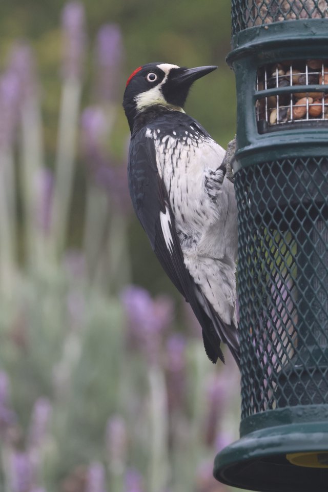 Acorn Woodpecker Feeding at Garden Bird Feeder