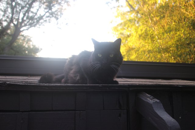 Black Cat on Altadena Rooftops