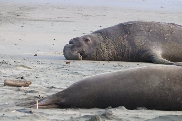 Elephant Seals Resting on Drakes Beach Shore