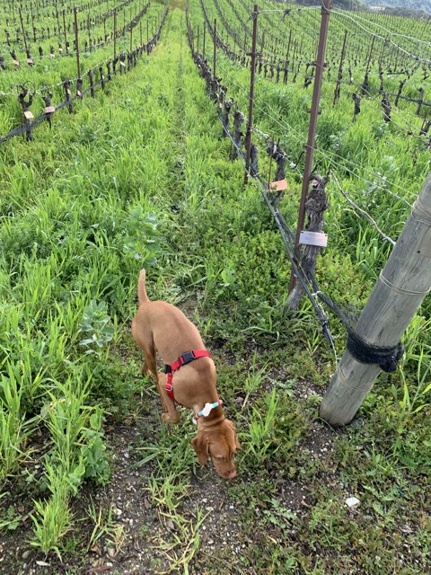 Canine Adventures in the Vineyard