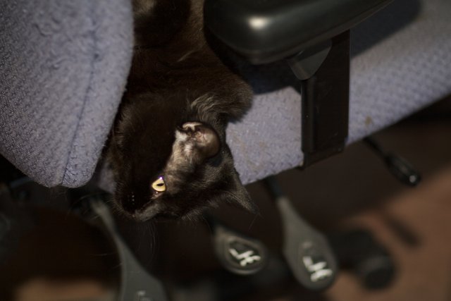 Resting Black Cat
