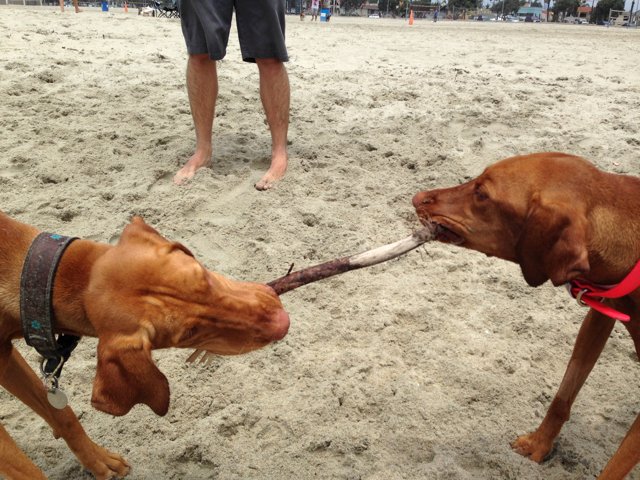 Beach Dog Playtime