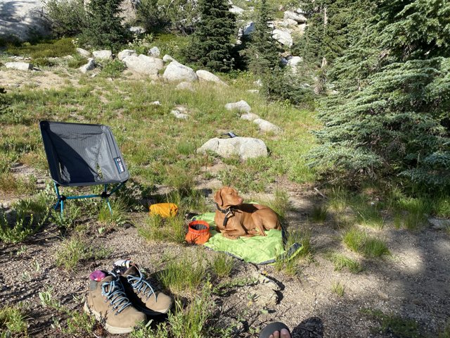 Canine Companion in the Wilderness