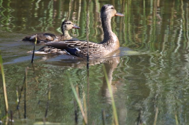 Female Mallard Duck with Ducklings in Calm Waters
