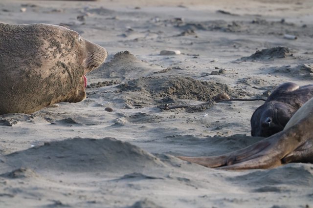 Elephant Seal Interaction on Sandy Beach at Drakes Beach