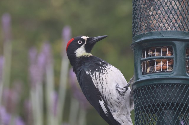 Acorn Woodpecker Visiting Backyard Feeder