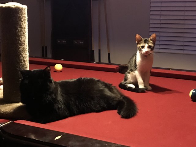 Feline Billiards
