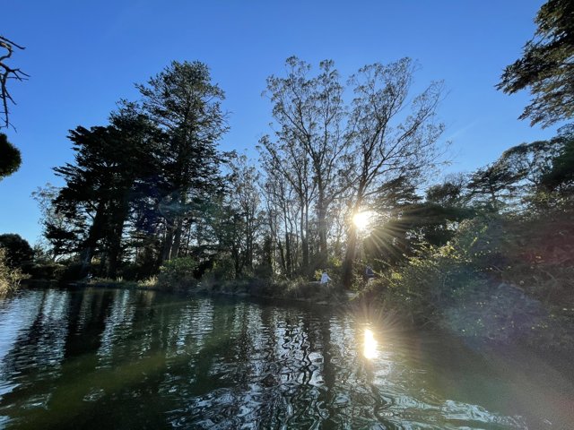 Sunlit Woodland at Stow Lake