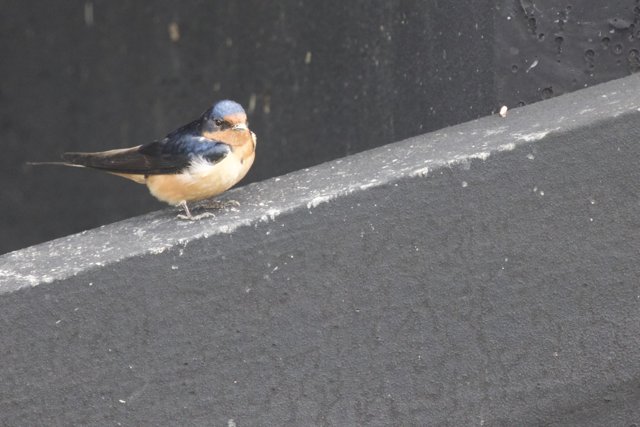 Feathered Serenity