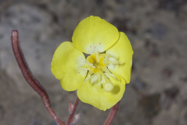 Yellow Blossom in the Desert