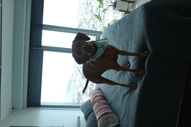 Dachshund Dog Relaxing on Bed with City View