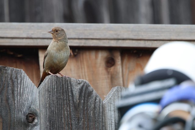 Small Brown Bird Perched on Weathered Wooden Fence