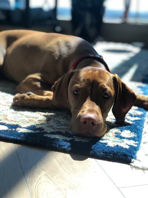 Sunbathing Pup