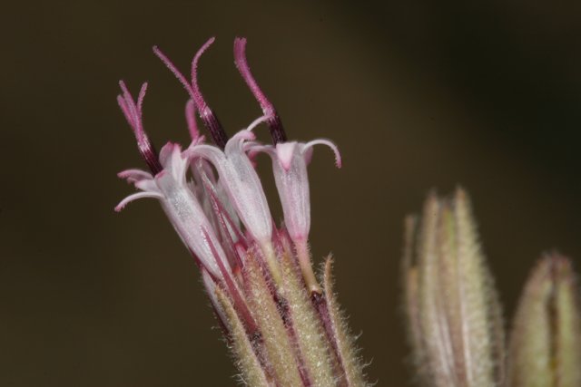 Pollinated Geranium Flower