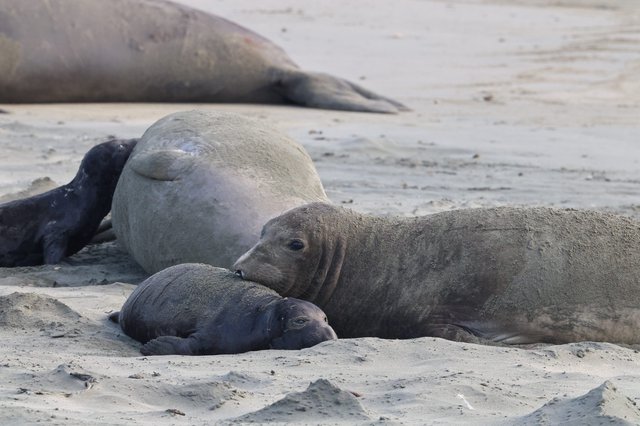 Northern Elephant Seal Mother Nursing Pup on Beach
