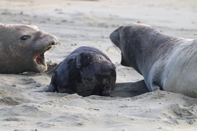Elephant Seal Pups Interaction at Drakes Beach