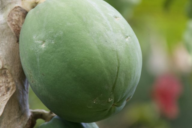 Verdant Promise: The Papaya of Honolulu Zoo