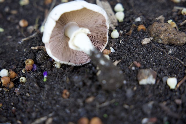 Fragile Life: Mystical Mushroom in the San Francisco Botanical Garden