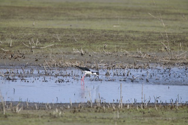 Black-necked Stilt Foraging in Shallow Wetland Waters