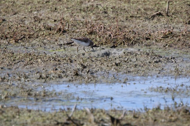 White-rumped Sandpiper Foraging in Mudflat