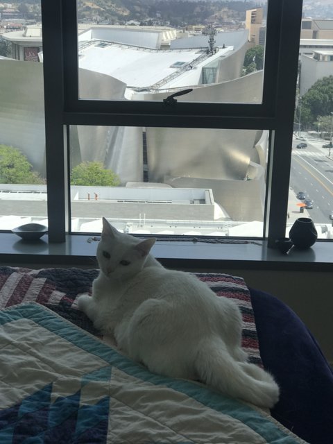 White Cat Enjoying the View