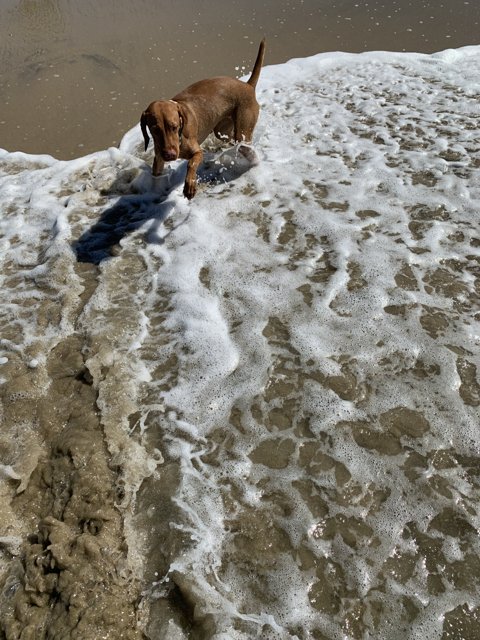 A Happy Pup's Beach Adventure
