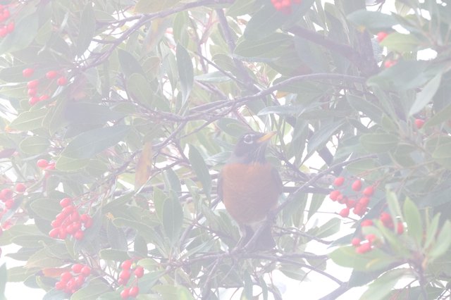American Robin Foraging Among Red Winter Berries